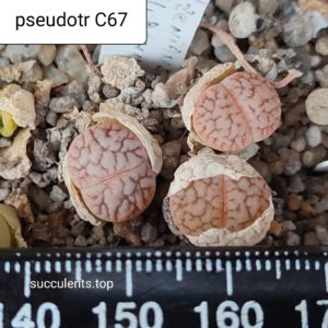 lithops pseudotruncatella C67