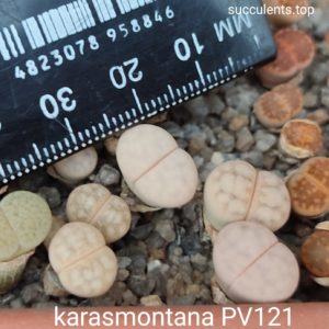 lithops karasmontana PV121