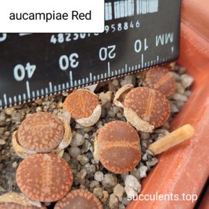 lithops aucampiae Red