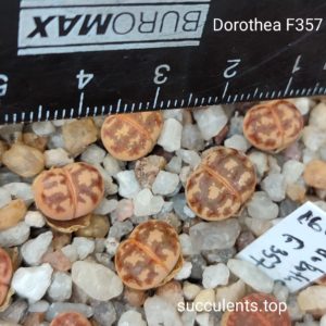 lithops dorothea F357
