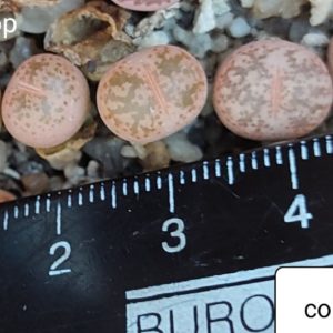 lithops coleorum