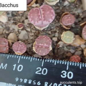 lithops salicola Bacchus