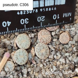 lithops pseudoudotruncatella C306