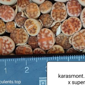 lithops karasmontana orange x karasmontana super red