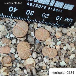 lithops terricolor C134