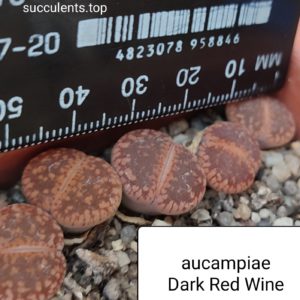 lithops aucampiae wine red