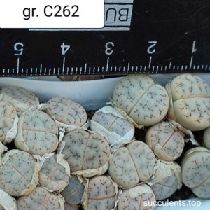 lithops gracilidelineata C262
