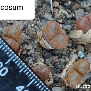 conophytum verrucosum