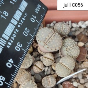 lithops julii C056