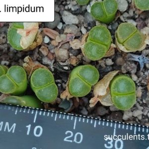 conophytum limpidum