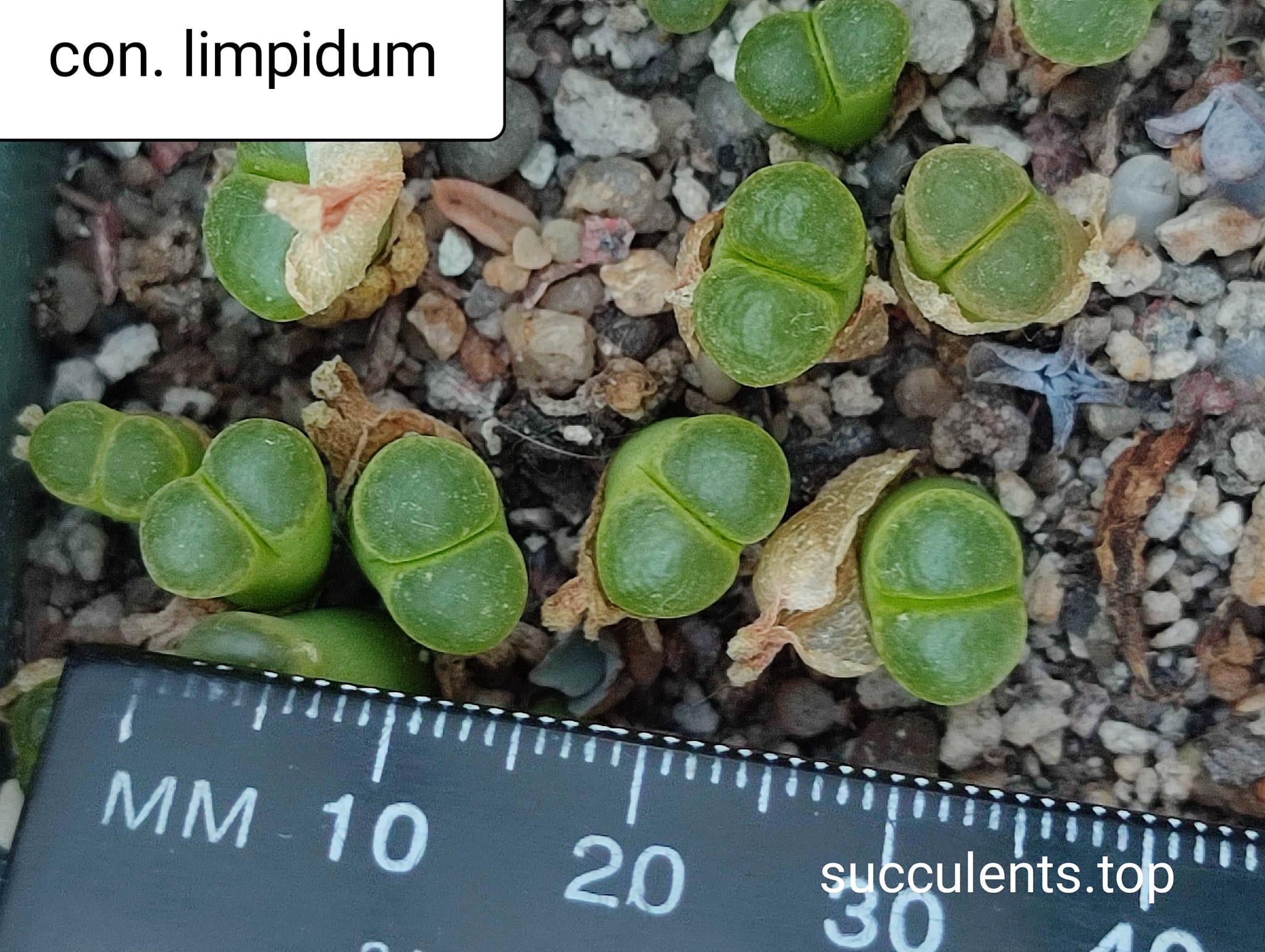 conophytum limpidum
