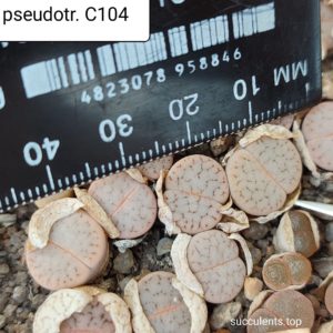 lithops pseudotruncatella C104