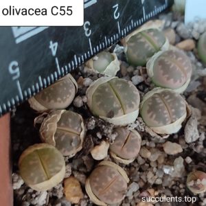 lithops olivacea C55