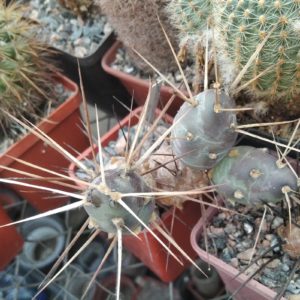 M. platyacantha MK1554 -пагони-