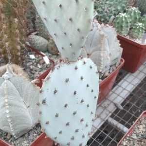 Opuntia macrocentra v. minor SB913 -Mesa Garden- пагони-