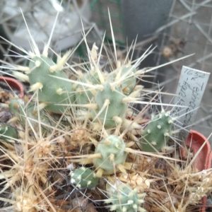 M. glomeratus -Agua Negra- пагони