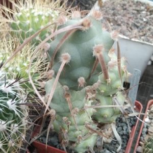 T. art. v. papyracanthus -рослина з природи- дітка -