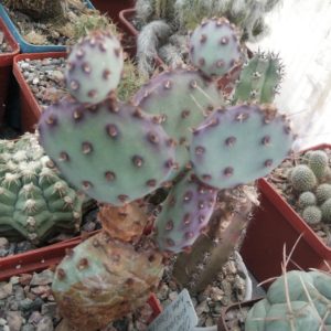 Opuntia polyacantha cv."Vissel Frost" -дітки-