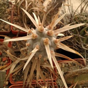 T. art. v. papyracanthus - гарна форма, природник-