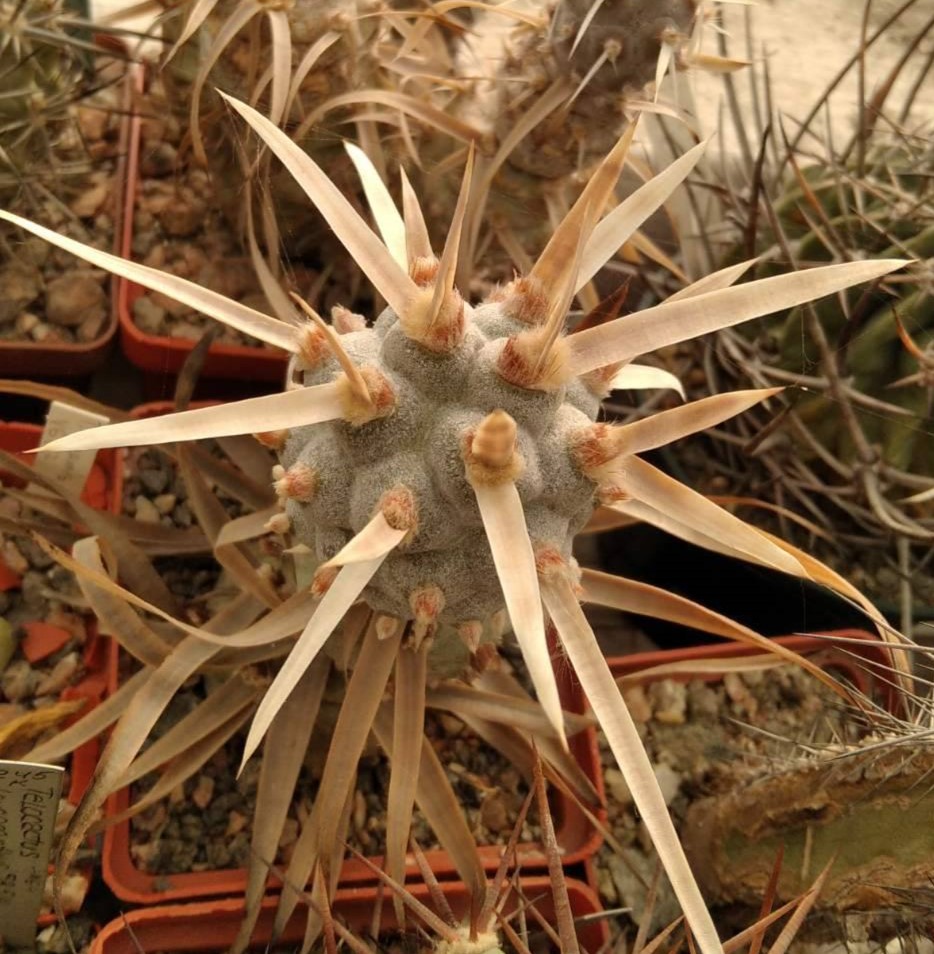 T. art. v. papyracanthus - гарна форма, природник-