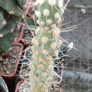 Cumulopuntia berteri MK107 -пагони-