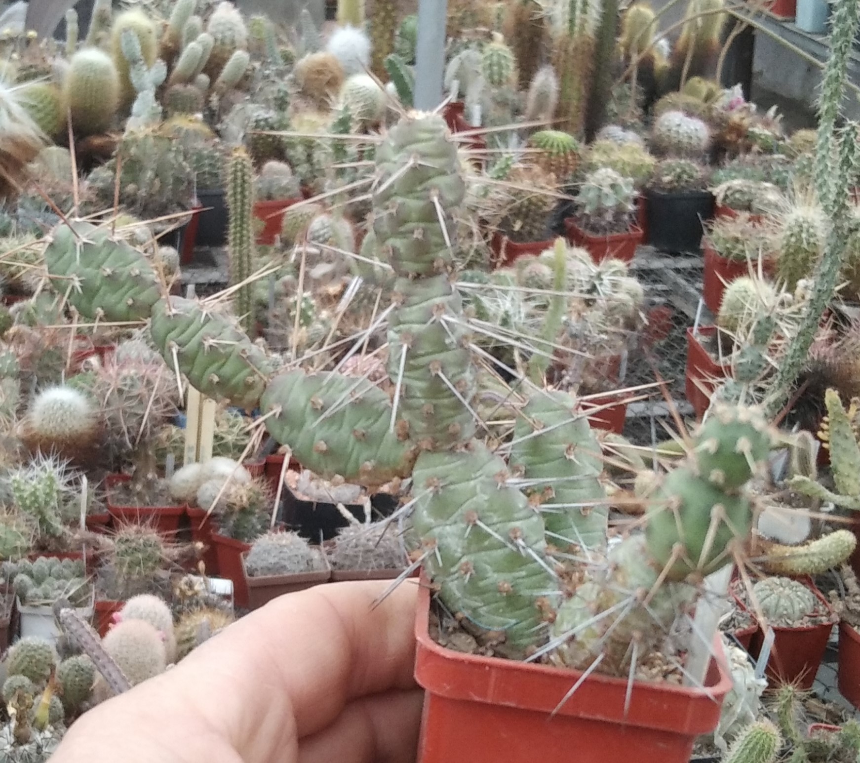 Cylindropuntia veberi- дітки-