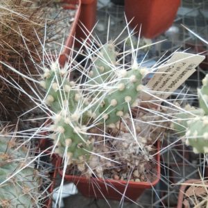 Maihueniopsis atacamensis PT169 -rare- пагони