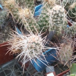 Tephrocactus  weberi P510 -Punta de Ballasto- пагони-