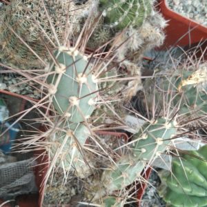Maihueniopsis darvinii MK126 -дітки-
