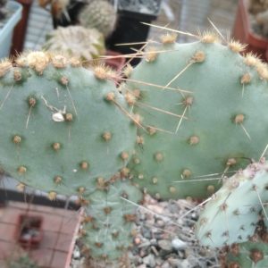 Opuntia azurea -Piltz- пагони-