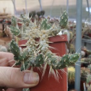 Maihueniopsis ovata -гілочка в 2-3 пагони -