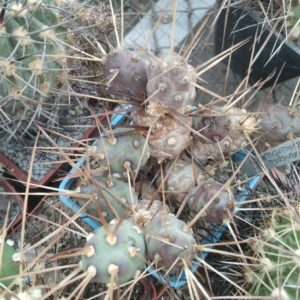 M. platyacantha MK1554 -пагони-