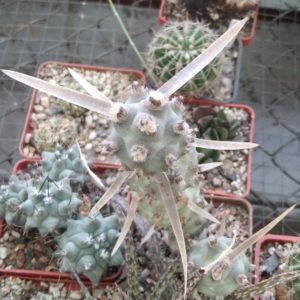 Tephrocactus  articulatus - дітка-