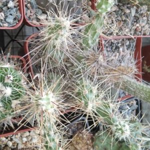 Corynopuntia schottii - дітки -