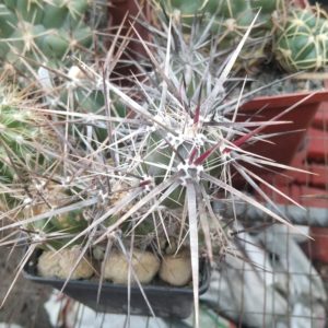 Grusonia invicta SB1267 -super heavi red spines- пагони-