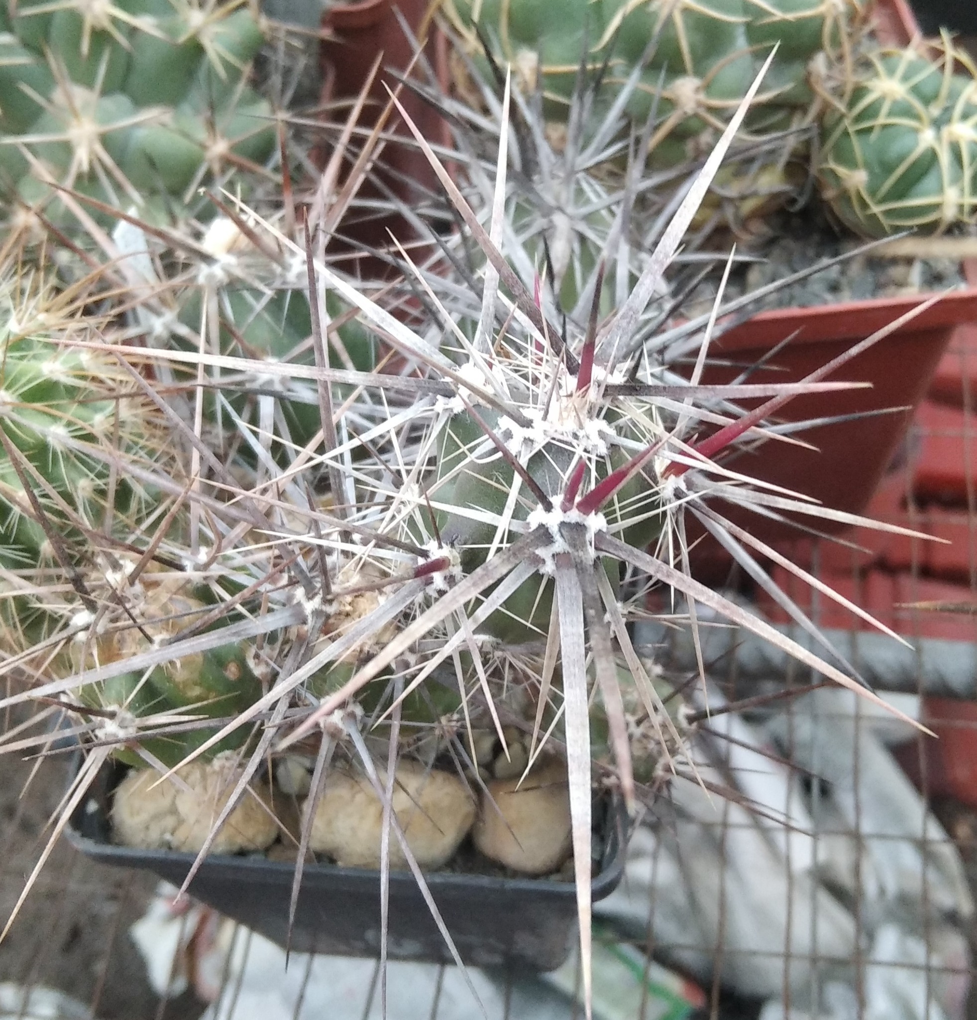 Grusonia invicta SB1267 -super heavi red spines- пагони-