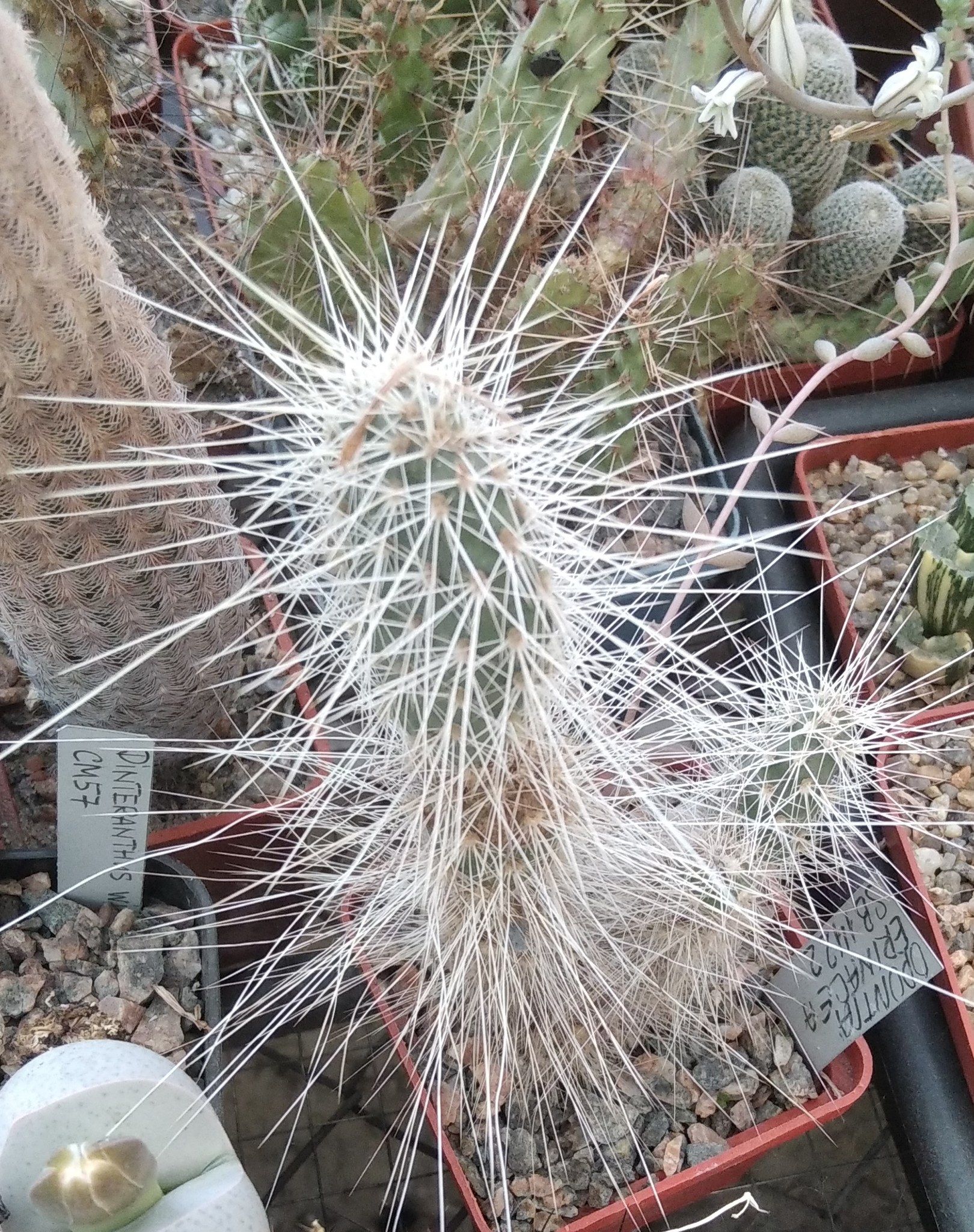 Opuntia  erinacea SB1422 -пагони-