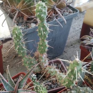 Сylindropuntia fragilis -дітки