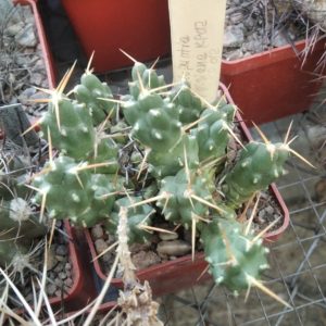 Cumulopuntia  rossiana KP012 - дітки-