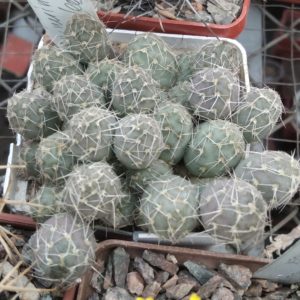 Maihueniopsis conoidea - дітки