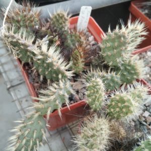 Tunilla "Pinsel-mini" -пагони-