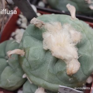 насіння lophophora diffusa seeds