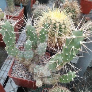 Cumulopuntia  boliviana v. chichensis - пагони-