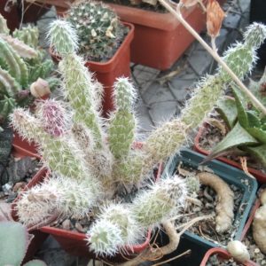 Tunilla spec.- дітки-