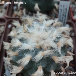 насіння lophophora williamsii texana seeds
