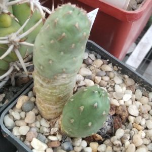 Maih. conoidea -Mesa Garden- права дітка -