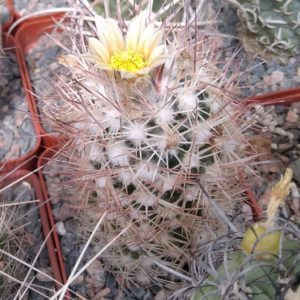 Escobaria spec. -cube-7cm-