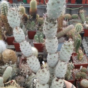 T. strobiliformis small silver form -Piltz- пагони-