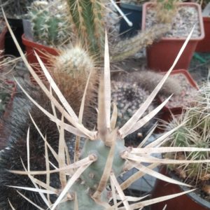 T. art. v. papyracanthus -біло-сіра колючка - пагони-