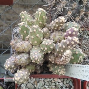 M. darvinii -Dohnalik- clone-4- пагони-